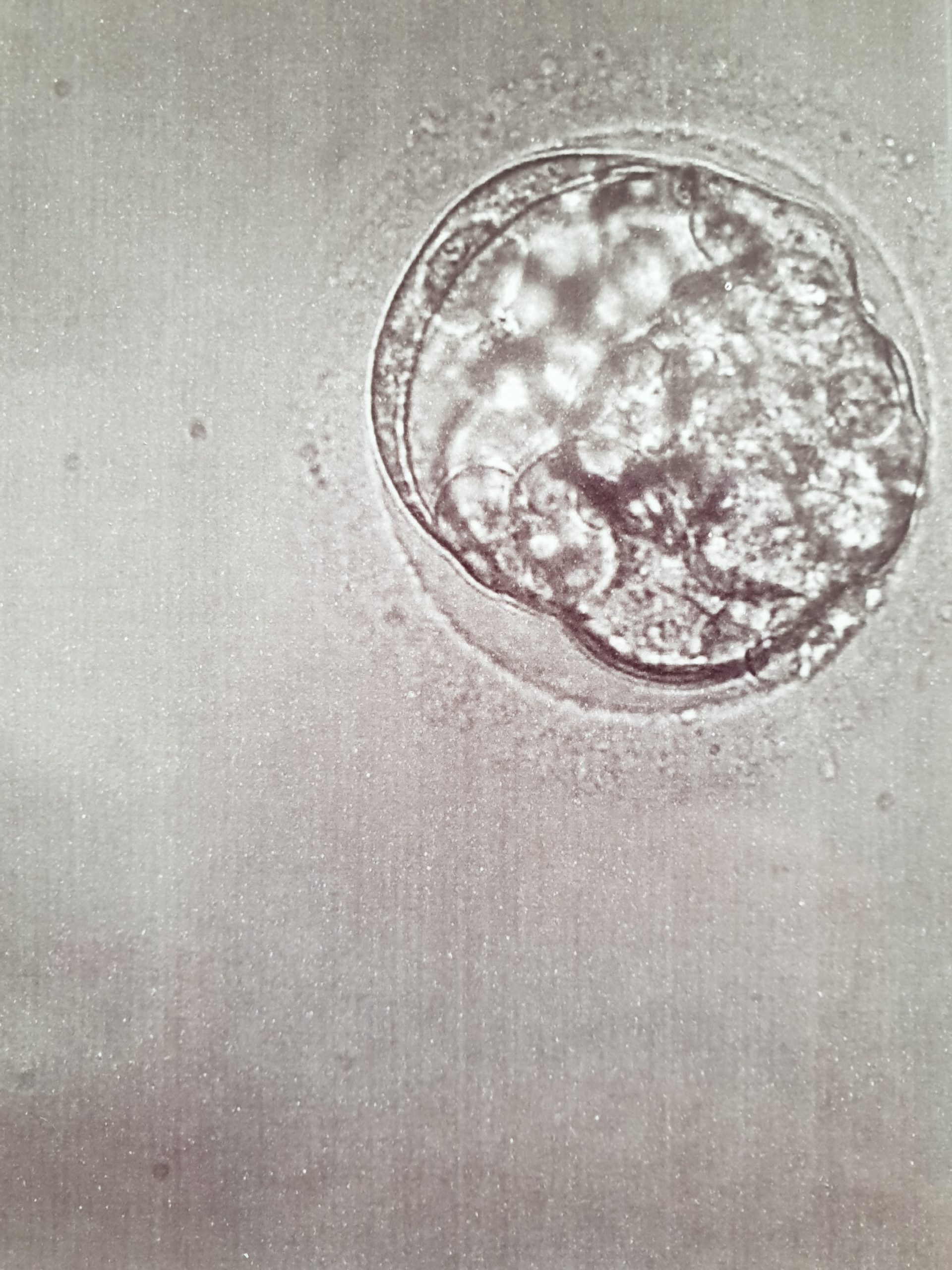eigen embryo